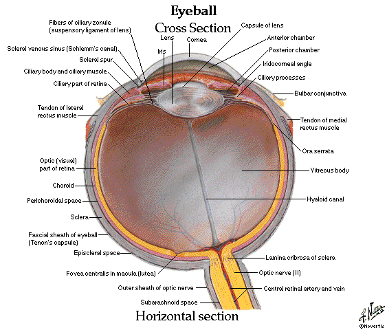 eye anatomy